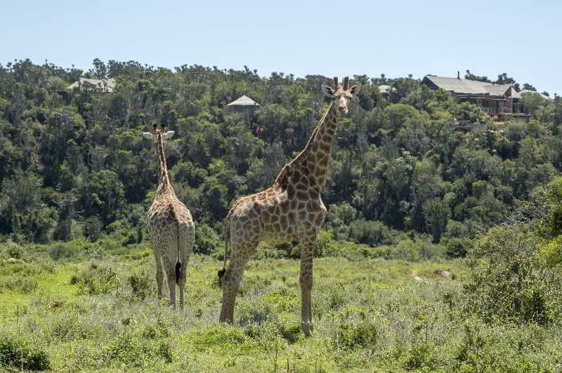 Kariega Game Reserve Bushman's River Mouth ภายนอก รูปภาพ
